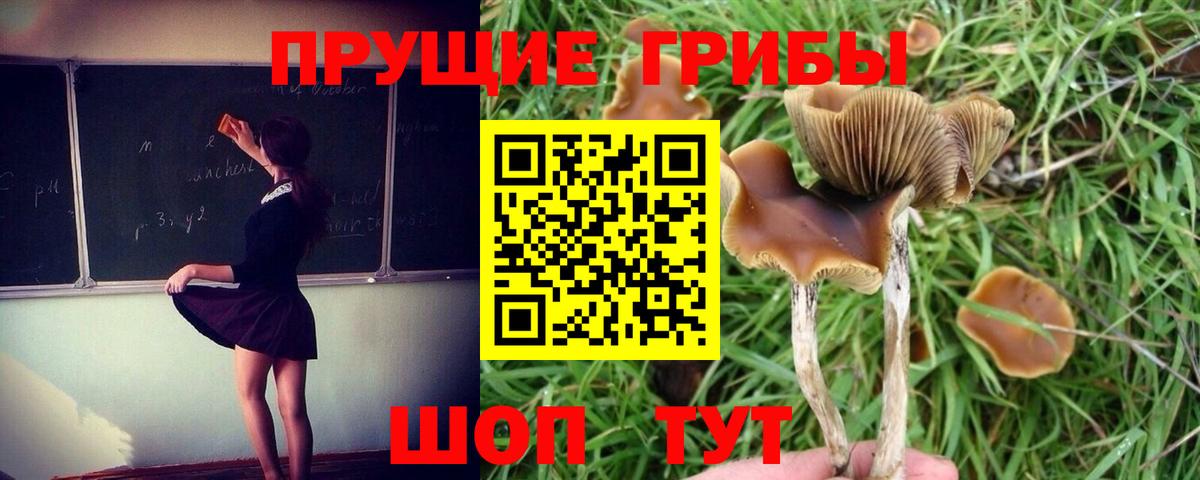 Галлюциногенные грибы GOLDEN TEACHER Канаш